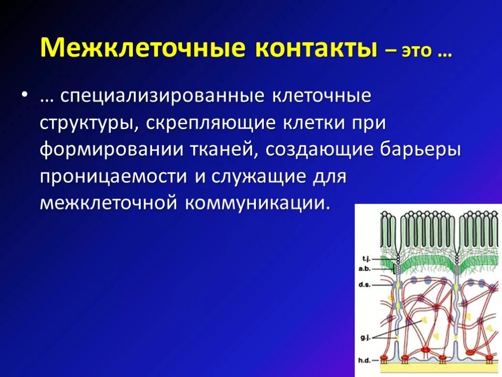 Между клетками есть. Межклеточные соединения таблица. Типы межклеточных контактов таблица. Межклеточные контакты. Межклеточные соединения (контакты).