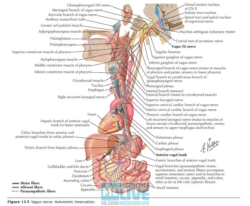 Стэнли розенберг блуждающий нерв. Блуждающий нерв nervus Vagus. Чувствительные нервные волокна блуждающего нерва. Блуждающий нерв 1 Нейрон. Блуждающий нерв относится средостение.