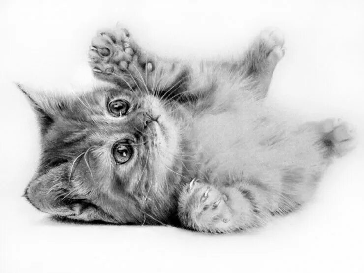 Котенок рисунок. Котик карандашом. Рисунки котов карандашом. Котёнок рисунок карандашом.
