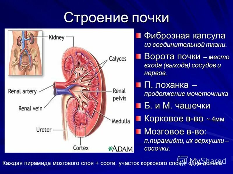 Какую функцию выполняют почки у человека. Почки строение и функции.