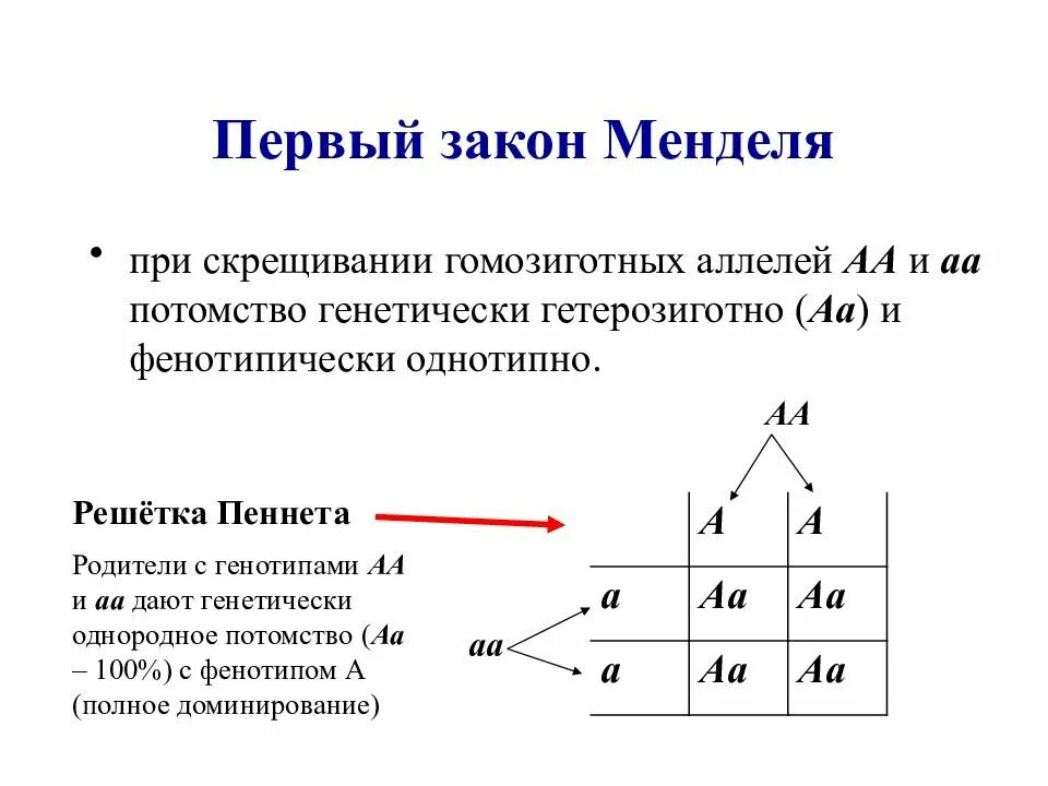 Каковы генотипы гомозиготных родительских форм при моногибридном. Задачи на второй закон Менделя с решением. Задачи по 2 закону Менделя генетика. Решение задач по генетике по 1 закону Менделя. 1 Закон Менделя генетика.