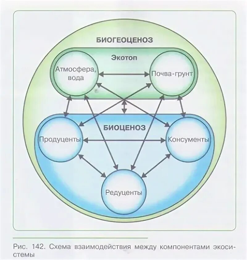 Экосистемная организация природы компоненты экосистем 9 класс. Экосистемная организация живой природы. Экосистемная организация живой природы 9 класс. Экосистемный дизайн это. Экосистемное лидерство.