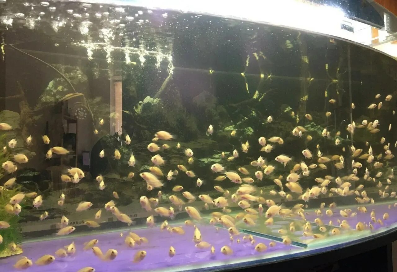 Цихлазома розовый фламинго. Рыбка цихлазома фламинго. Маль ки цихлозом фламинго. Цихлазома фламинго мальки. Мальки фламинго цихлиды.