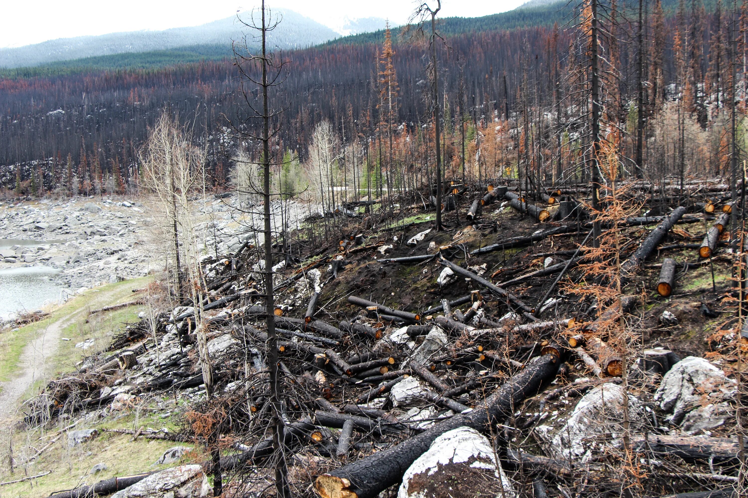 Восстановление елового леса после пожара. Лес после пожара. После лесного пожара. Тайга после пожара. Последствия пожара в лесу.