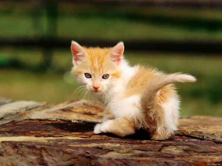 Рыжий котёнок. Cute cats 1. Как выглядит кошка. Cute cats 1. Cute cats 1.