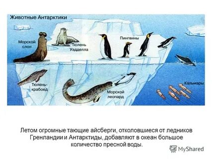 Кто живет в антарктиде