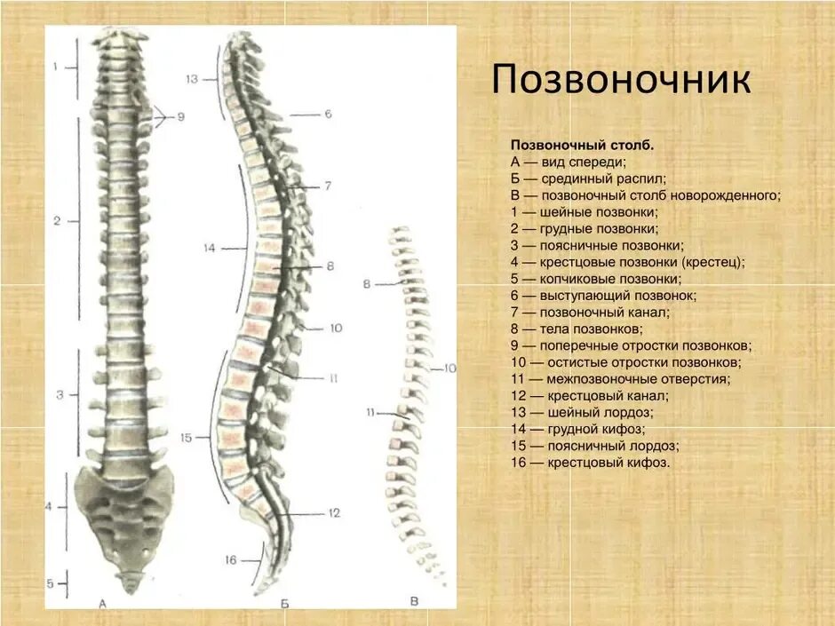 Позвоночник какая ткань. Строение скелета отделы шейный,грудной. Отделы позвоночника 8 класс биология. Отделы позвоночника 8 класс биология. Позвонок поясничного отдела состоит.