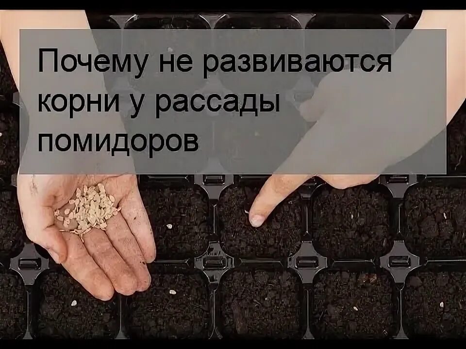 Чем укрепить корневую систему у рассады томатов. Почва в руках. почему не развивается корневая система у рассады томатов. посадить какие нибудь растения. укрепление корневой системы рассады томатов.