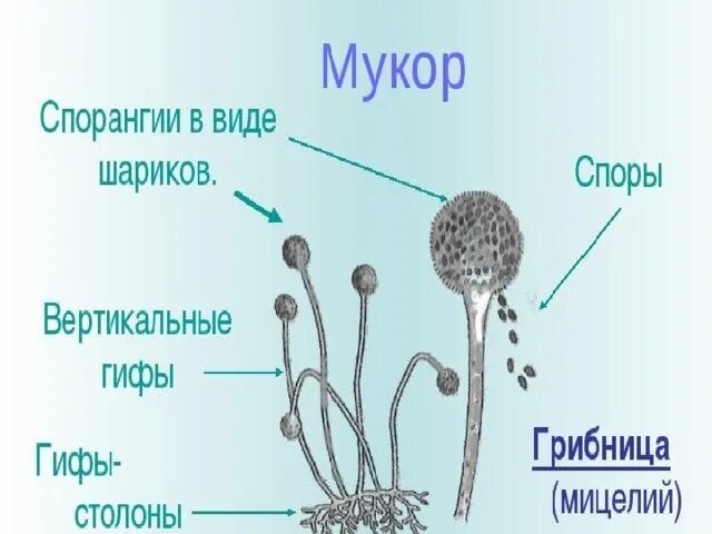 Строение плесневого мукора. Строение плесневого гриба мукора. Плесневые грибы спорангии. Клетка плесени мукора. Строение гриба рода мукор.