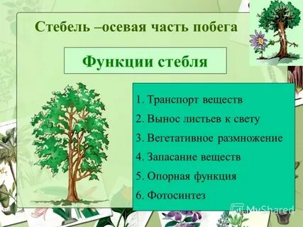 Какую роль выполняет стебель