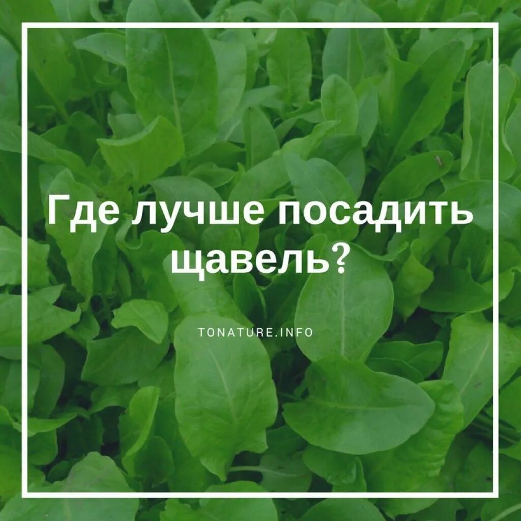 Можно посадить щавель под зиму. Щавель. как вырастить щавель. сажаем щавель. посадка щавеля в открытый грунт.
