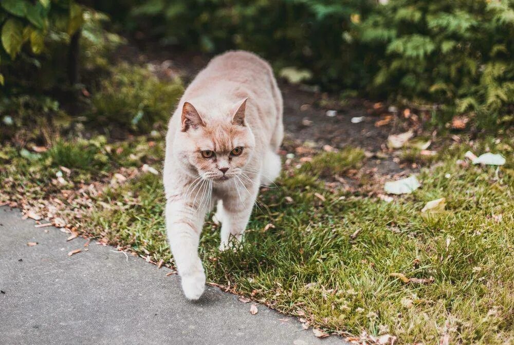 Прогулка кошки