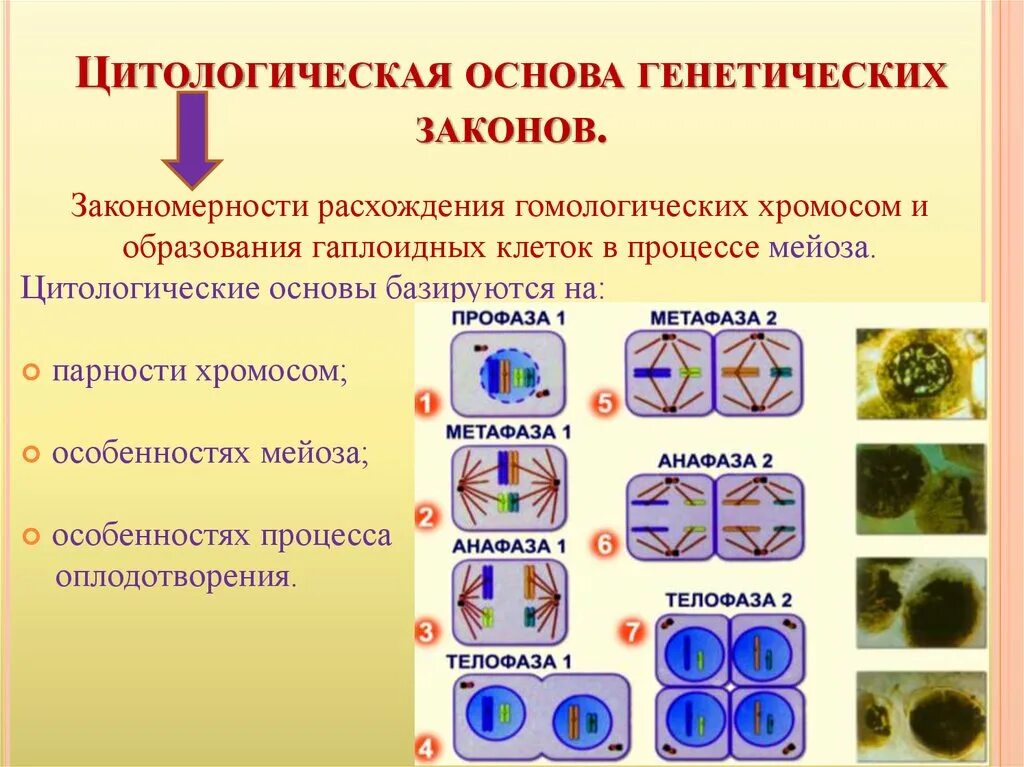 Деление клетки свойство живого