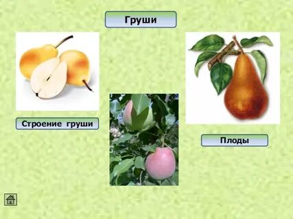Груша биология