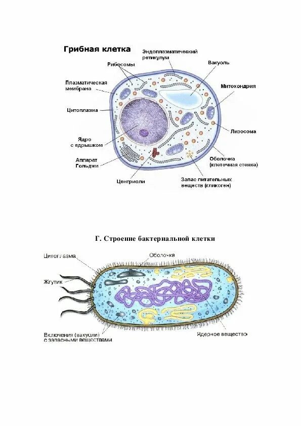 Клетки растительные животные бактериальные грибные. Строение клеток растений животных грибов и бактерий. Схема строения клетки гриба 5 класс биология. Схема строения грибной клетки. Сравнить строение клетки растений и клетки бактерий.