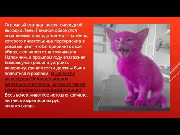 Как найти розового кота. Покрасили кота в розовый цвет. покрасить кошку в розовый цвет. покрасила котенка в розовый цвет. розовый котенок крашенный.