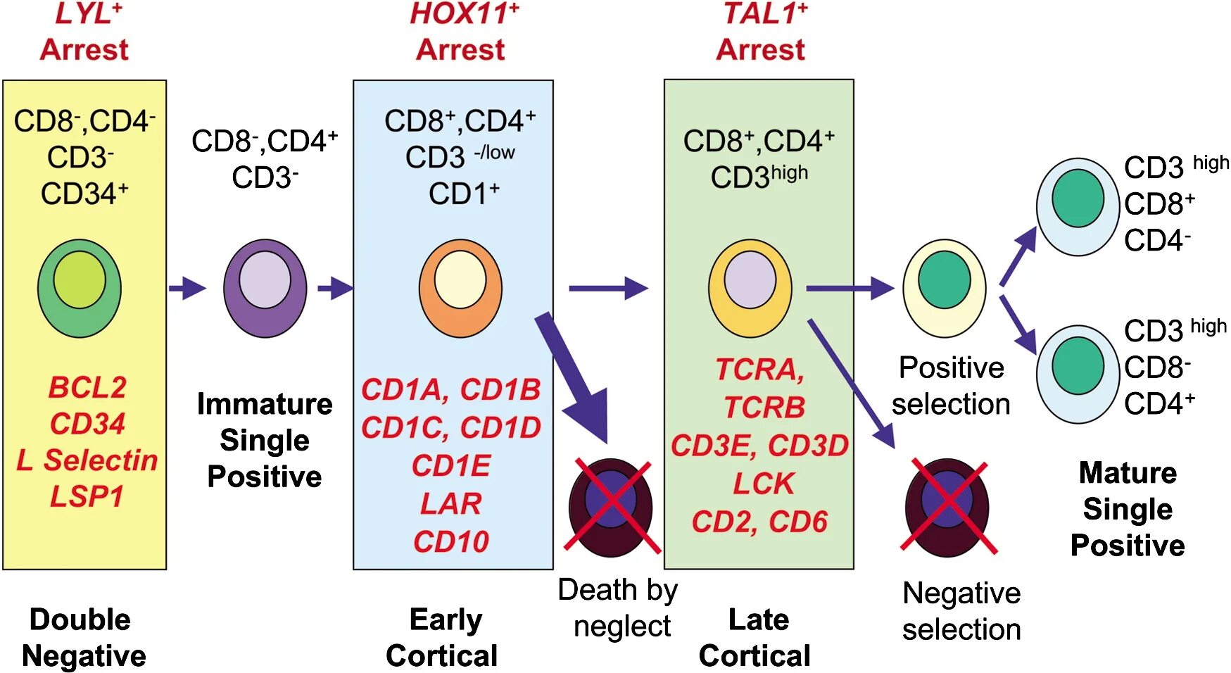 Cd4 хелперы. Cd4+ клетки. Cd4 cd8 клетки. Cd4 и cd8 лимфоциты.