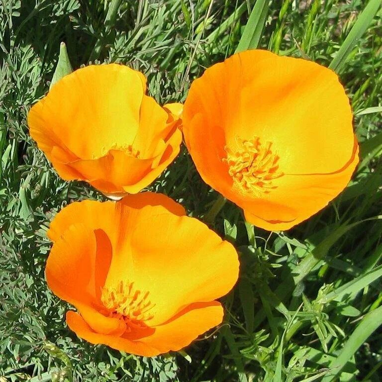 Эшшольция дива. Эшшольция вендетта. Эшшольция в грунт. Эшшольция в грунт. Эшшольция махровая.