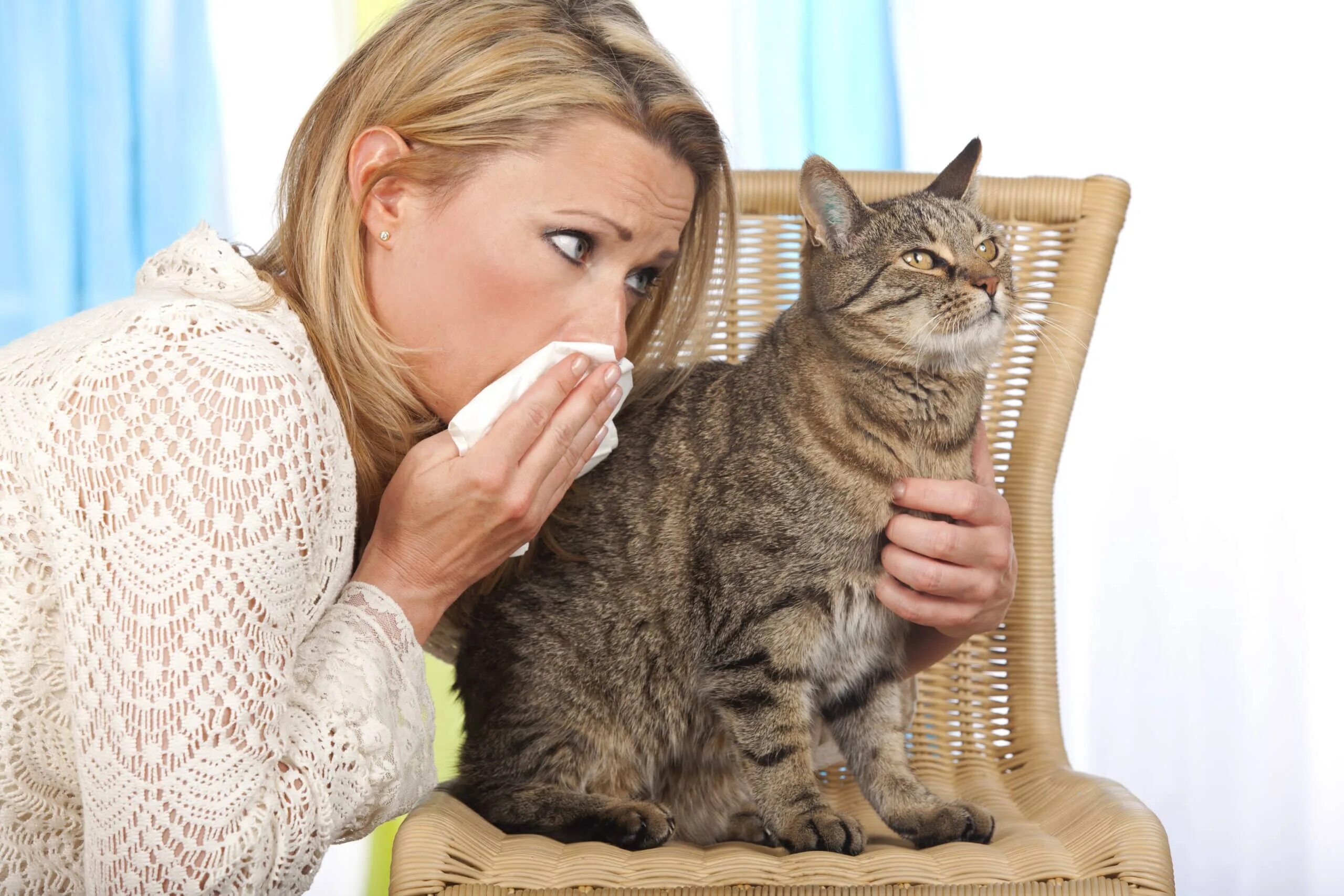 Аллергия на кошек. Аллергия на шерсть животных. Кошки для аллергиков.