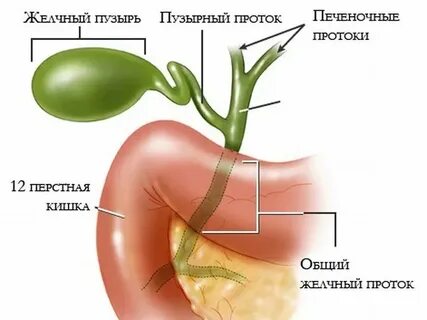 Куда поступает желчь после удаления