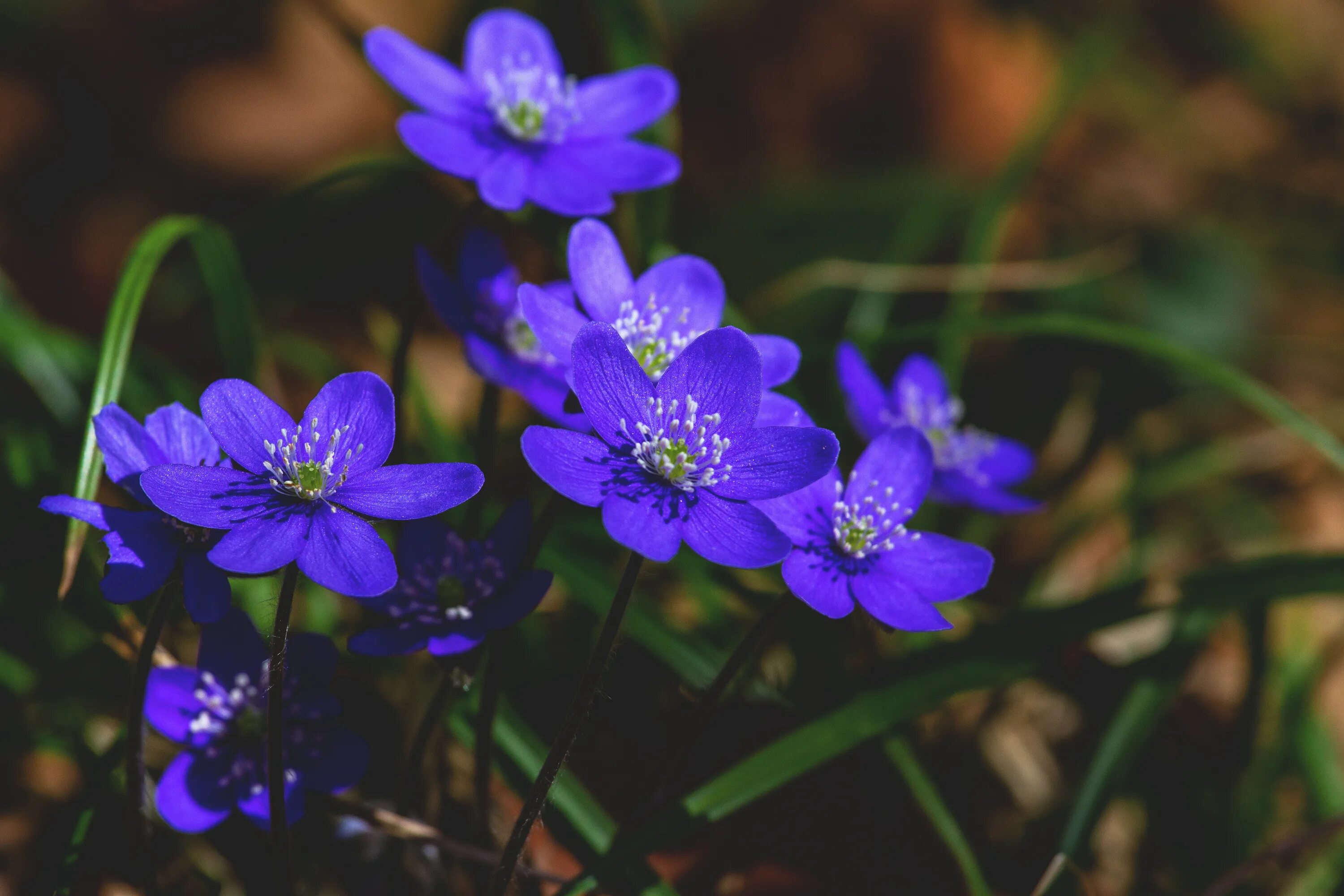 Перелеска печеночница. Печеночница Нобилис. Печеночница благородная (hepatica Nobilis). Печеночница благородная (перелеска).