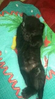 Запор у котенка 1 месяц что делать
