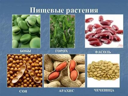 Какие есть пищевые растения