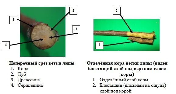 Сделайте кольцевой надрез на древесной ветки. Поперечный и продольный срез ветки рисунок. Поперечный и продольный срез ветки биологии 6. Строение поперечный и продольный срезы ветки. Поперечный и продольный срез ветки дерева.