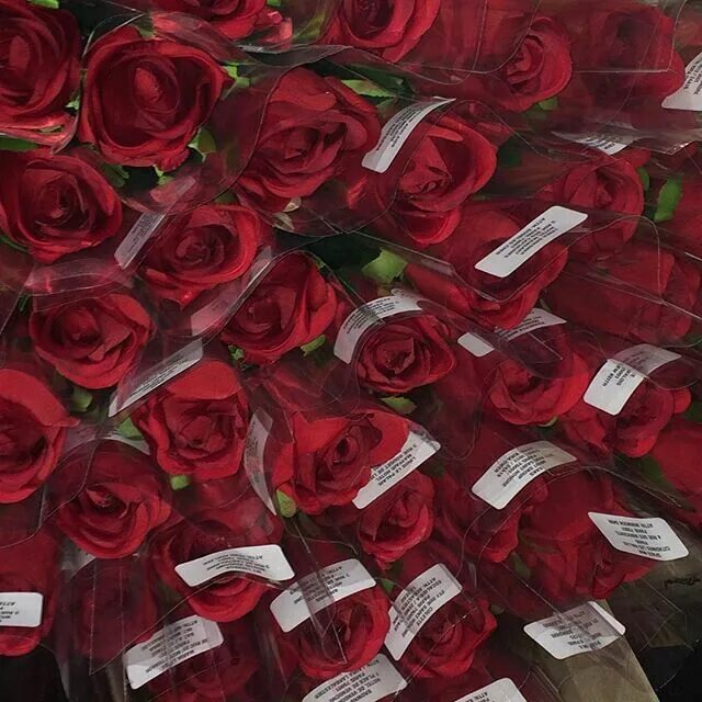 Red like roses. Roses quotes. Rose likes playing with her. Roses quotes. Casey lee williams.