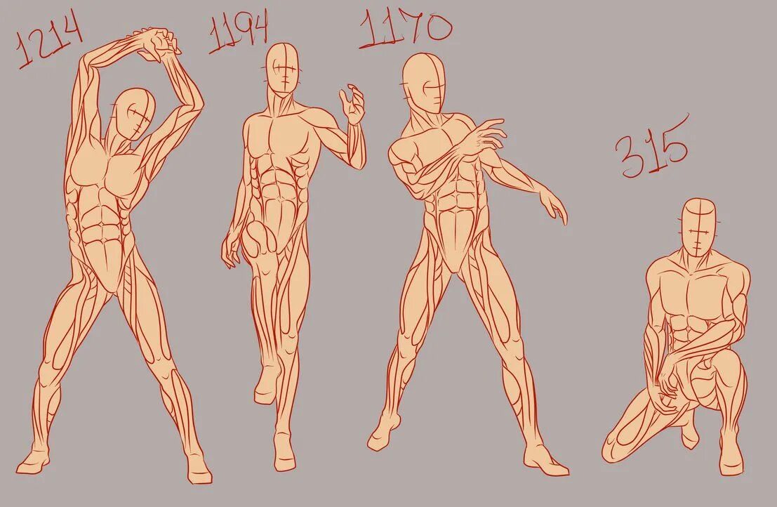 Detailed reference. Мужская анатомия референс в полный рост. Мужская анатомия референс позы. Мужское тело референс анатомия. Человек в три четверти в полный рост референс.