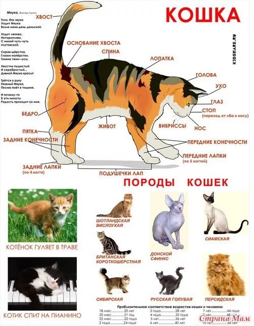 Слова породы кошек. Породы кошек плакат. Плакаты с кошками. Постер с породами кошек. Плакат кошки для детей.