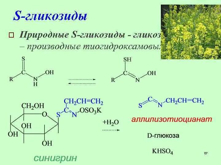 Растение гидролиз. Гликозид формула. S-гликозиды. О-, N-, S-гликозиды. Образование o и n гликозидов.