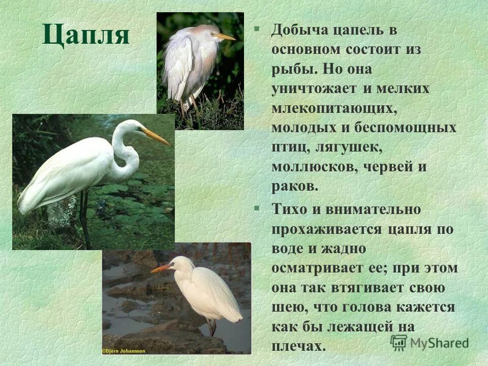 Цапля 2 класс. Серая цапля описание. Лапы цапли. Цапля 2 класс. Серая цапля перелетная птица.