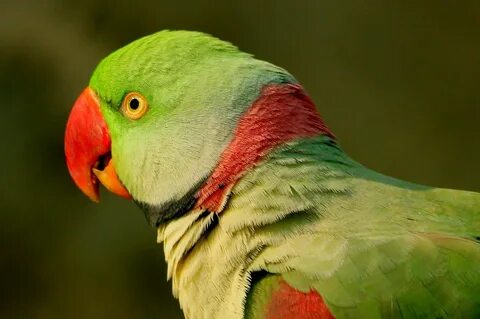 Parakeet