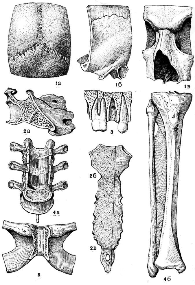 Соединение костей шов кости. Фиброзные соединения костей. Непрерывные соединения костей. Вколачивание соединение костей. Синхондроз и симфиз.