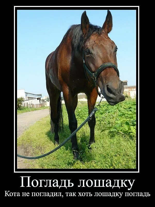 Включилась коня. Шутки про лошадей. Смешная лошадь. Лошадь прикол. Шутки про коней.