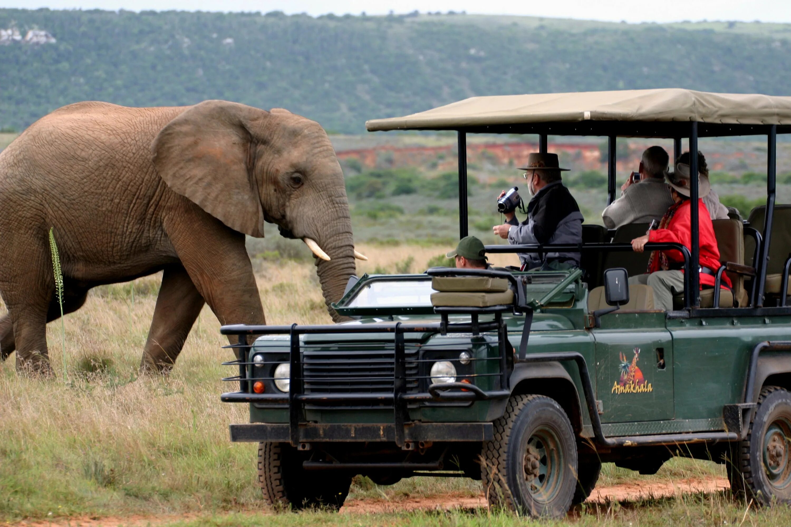 Africa safari. Сафари парк Африка. ЮАР сафари. Сафари ЮАР Крюгера. Кейптаун сафари.