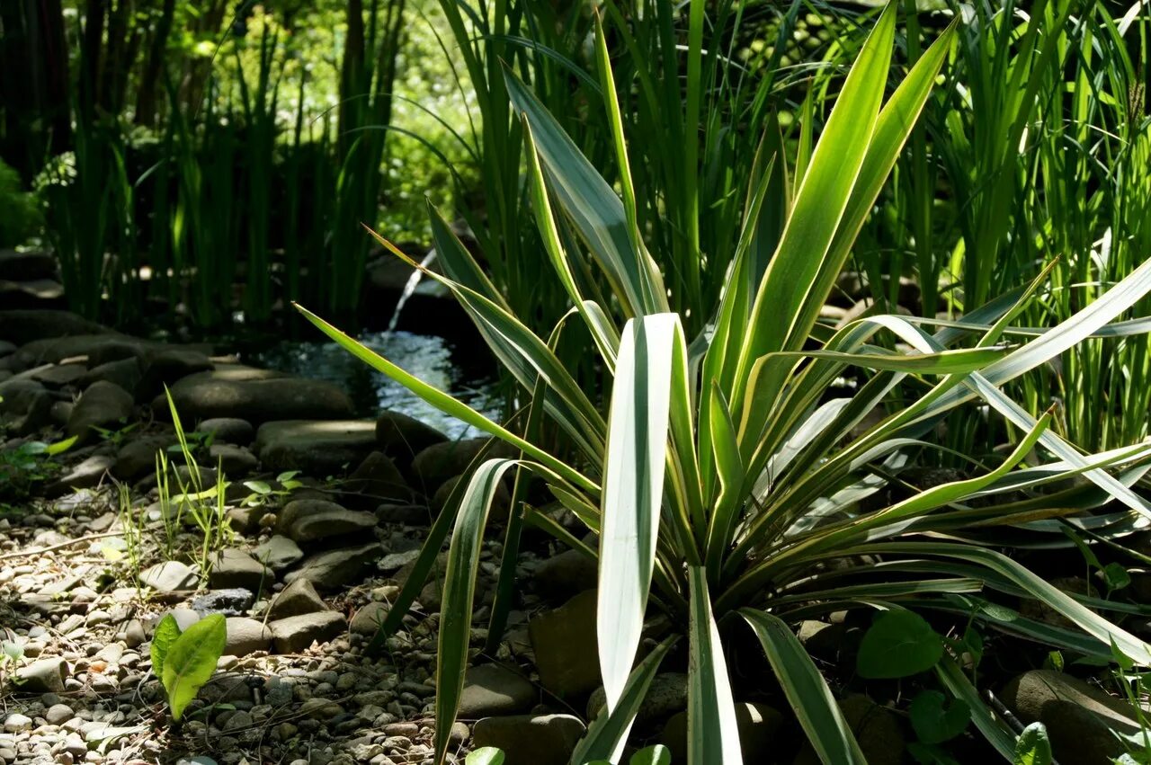 Медцентр юкка луга. Юкка славная. Юкка алоэлистная. Юкка славная (Yucca Gloriosa). Юкка алоефолия.