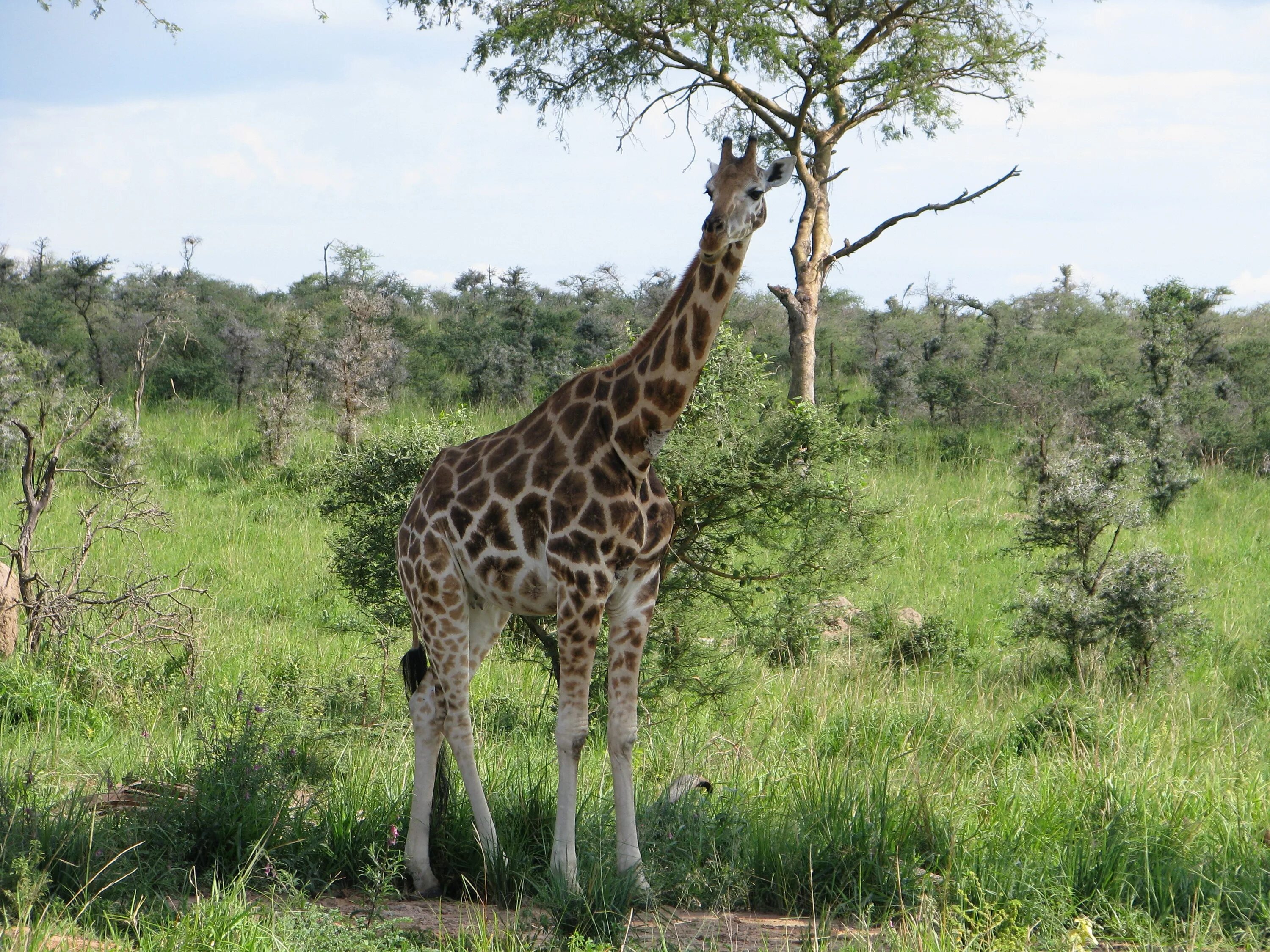 Жираф живет в африке. Жираф саванны Африки. Сафари в Африке. Жираф Тунис сафари. Жираф Африка сафари.