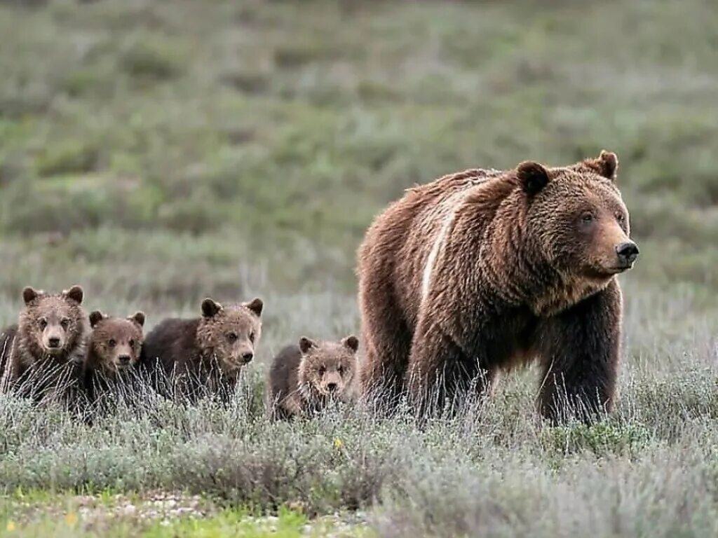 Северная Америка медведь Гризли. Бурый медведь Гризли в Северной Америке. Медведь Гризли в Америке. Медведица с медвежатами.