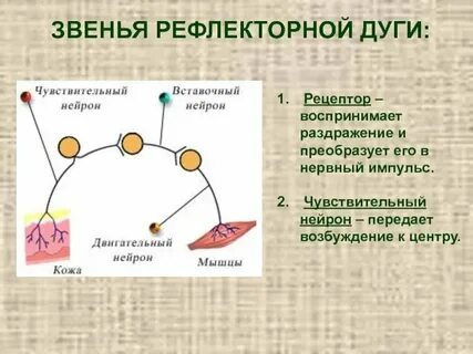 Нейроны воспринимают раздражения с помощью рецепторов