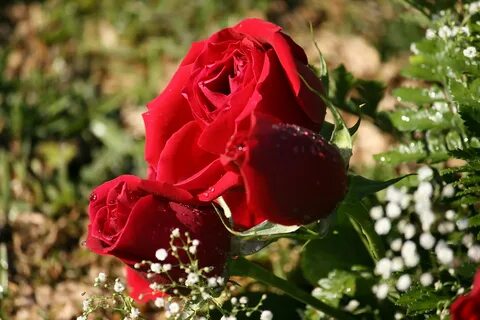 Rose but