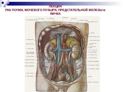 Работа почек мочевого пузыря