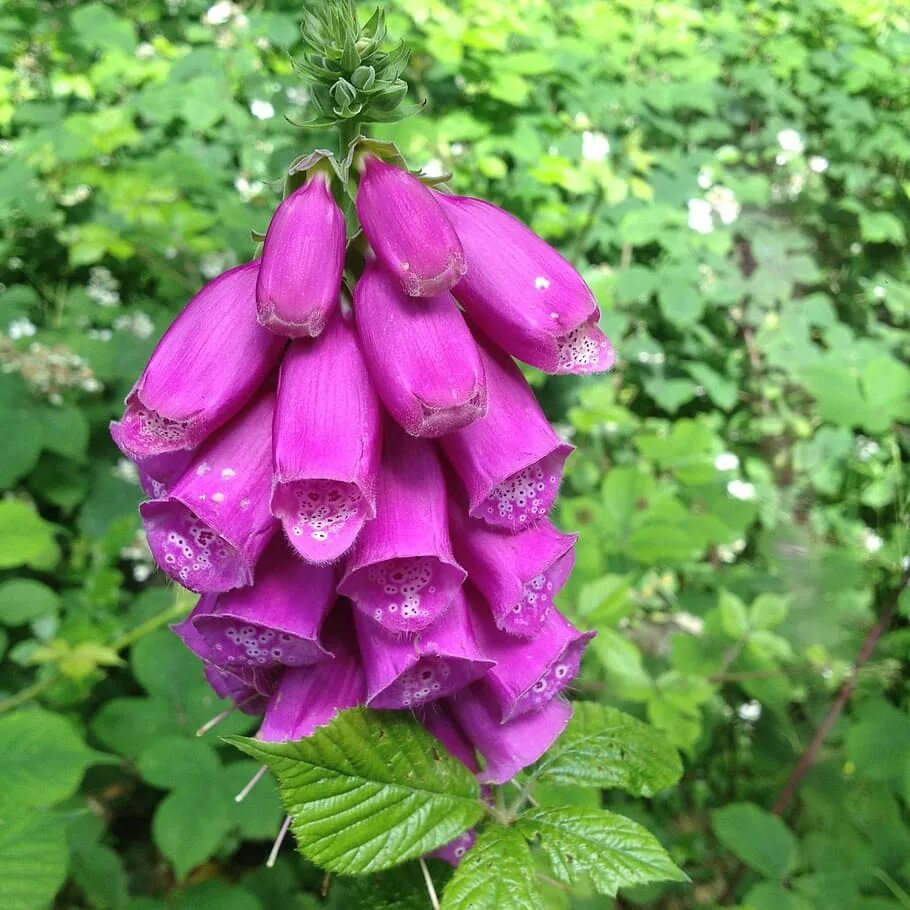 Колокольчик наперстянка. Foxglove цветок. Пурпурные цветы колокольчик.