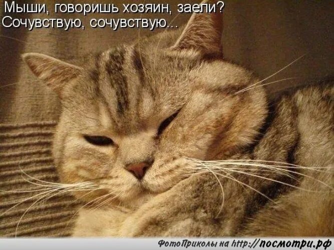 Когда говорят сочувствую. Сочувствую картинки смешные. сочувствую тебе картинки. кот сочувствует. открытка сочувствую прикольная.
