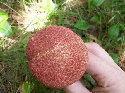 Шляпка гриба покрытая