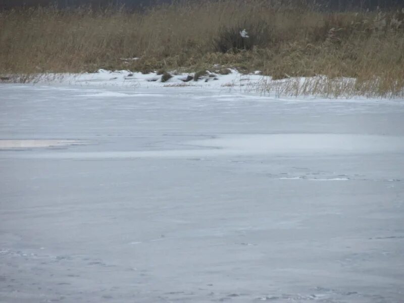 Ладожское озеро состояние льда. Лед на Ладожском озере сегодня. Обстановка на Ладоге. Ледовая обстановка Ладожское озеро. Ледовая на ладоге