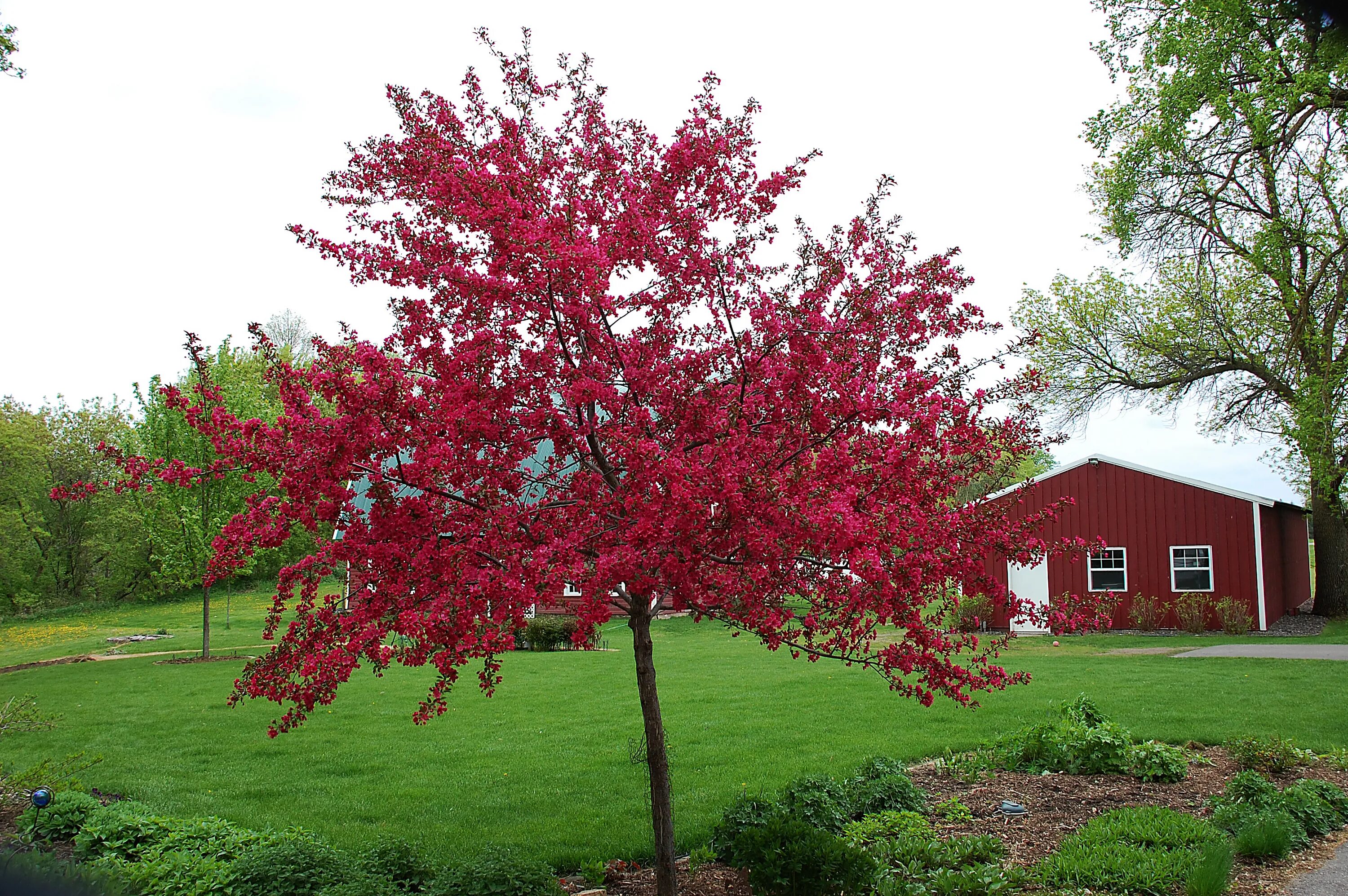 Crab apple tree