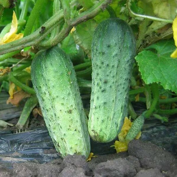 Спелый огурец. Огурец портос f1. Переспелый огурец. Желтый огурец. Семенной огурец.