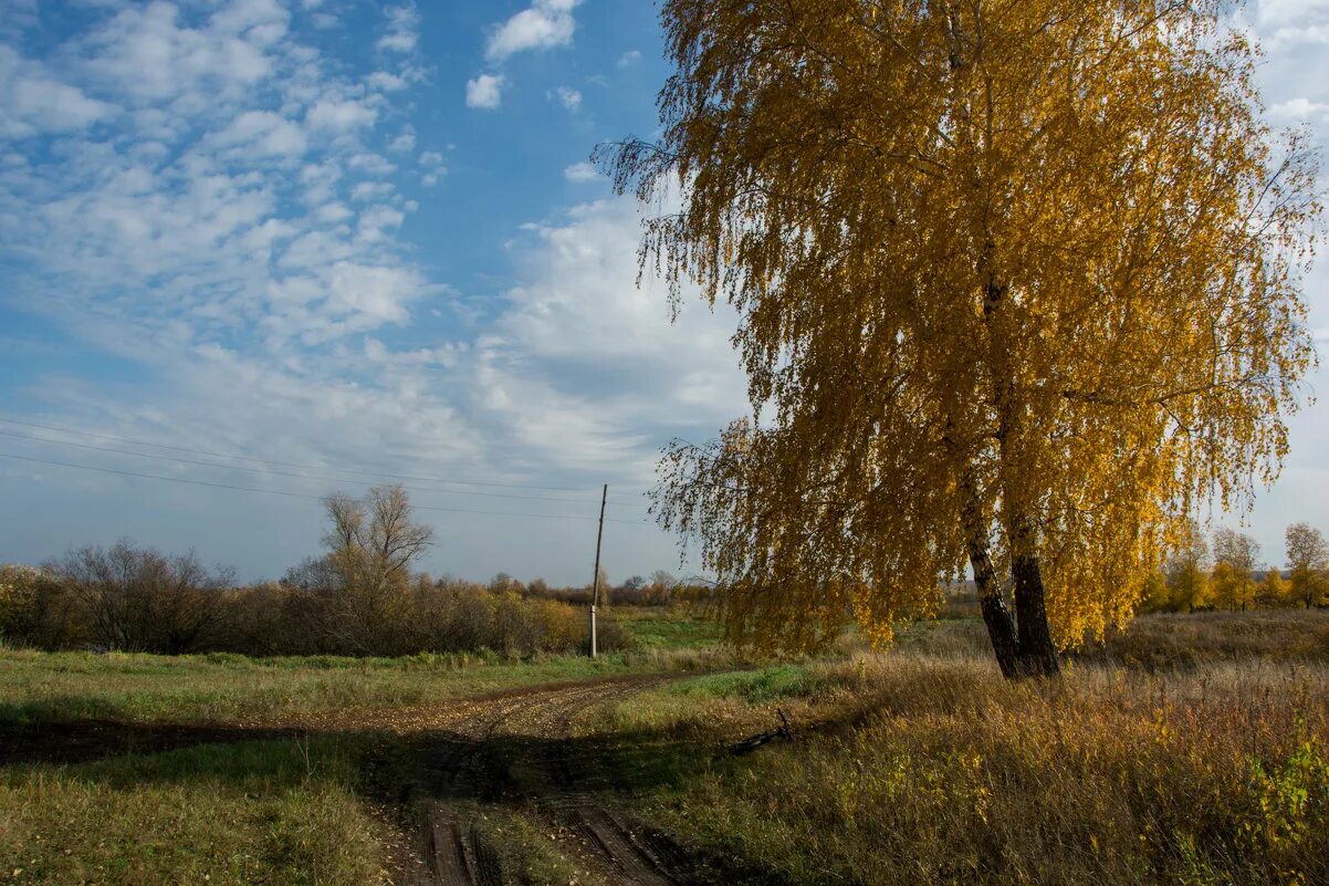 Березка кострома. Золотая осень. Дорога в берёзовый Лесь.